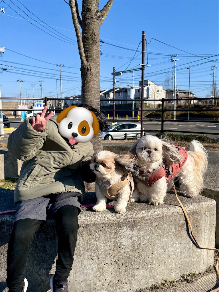 f:id:merry_saku:20260311215208j:image
