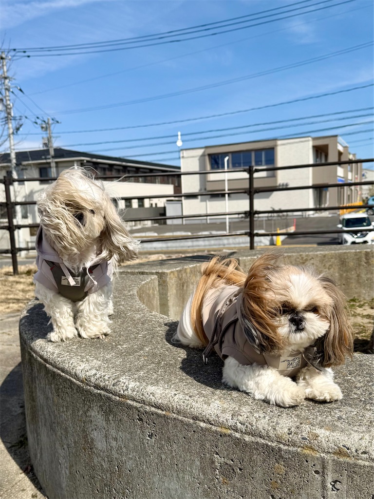 f:id:merry_saku:20260315213944j:image