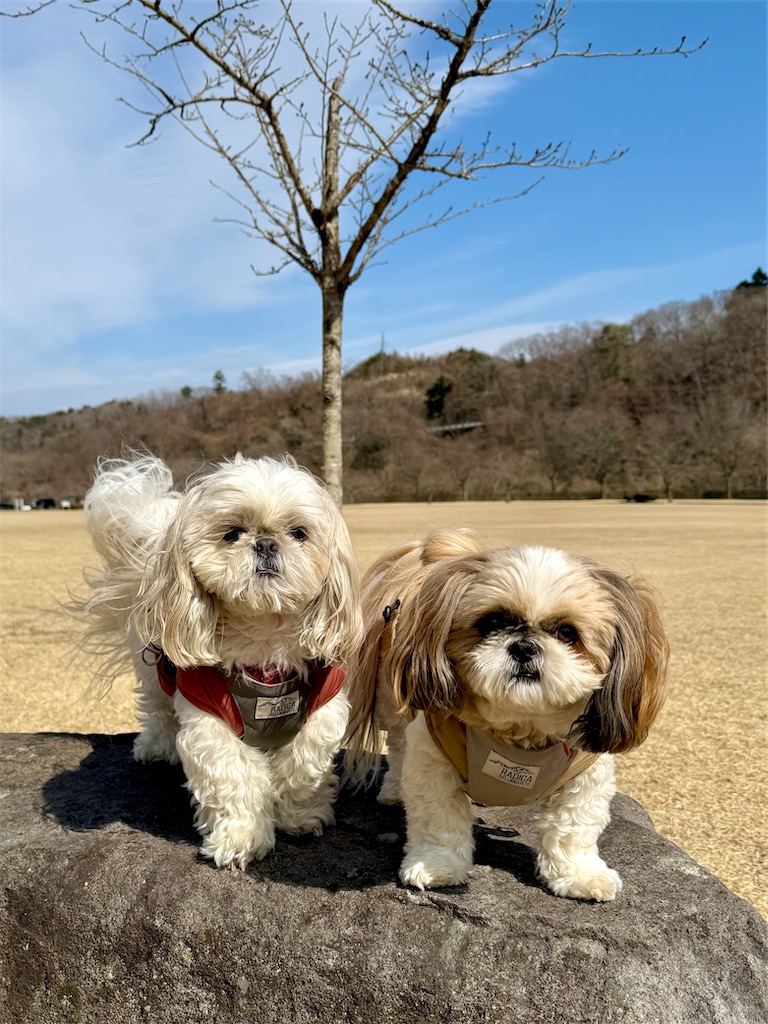 f:id:merry_saku:20260319230544j:image
