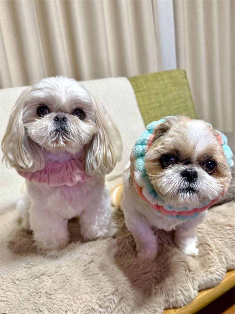 f:id:merry_saku:20260326221005j:image