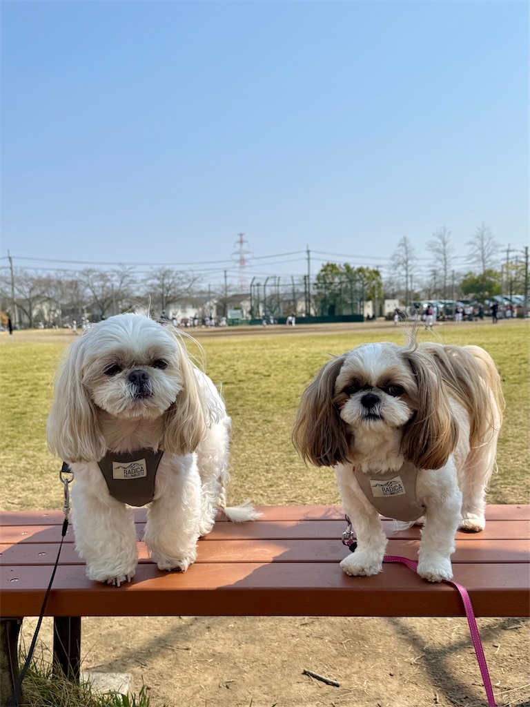 f:id:merry_saku:20260329224154j:image