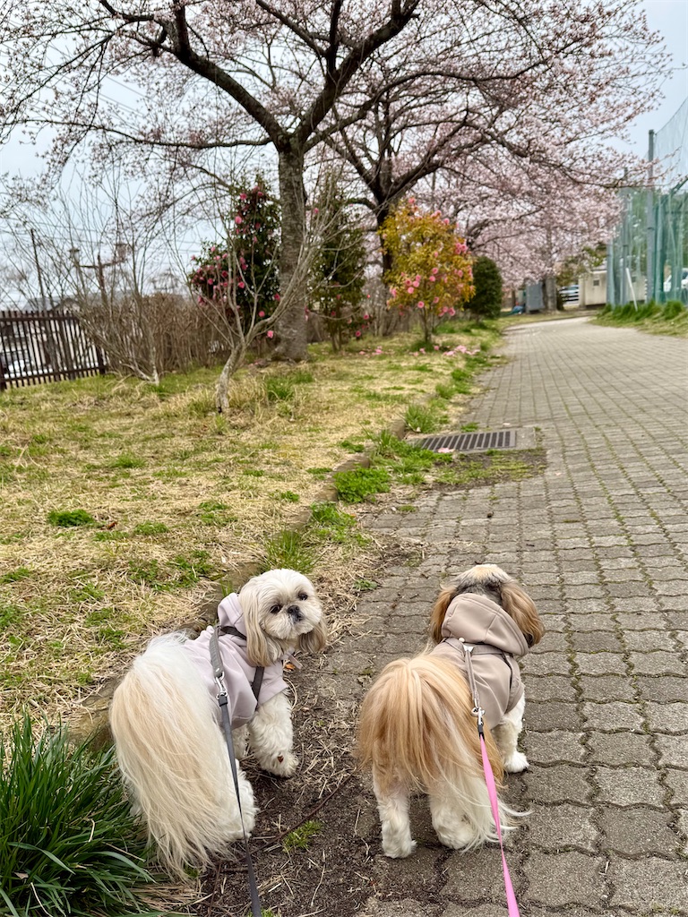 f:id:merry_saku:20260407221052j:image