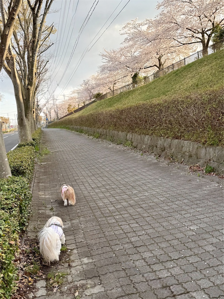 f:id:merry_saku:20260411222708j:image f:id:merry_saku:20260411222708j:image