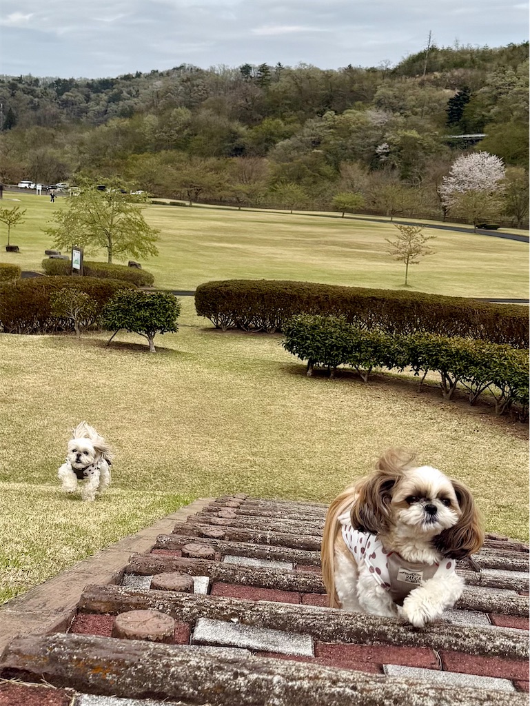 f:id:merry_saku:20260420222554j:image