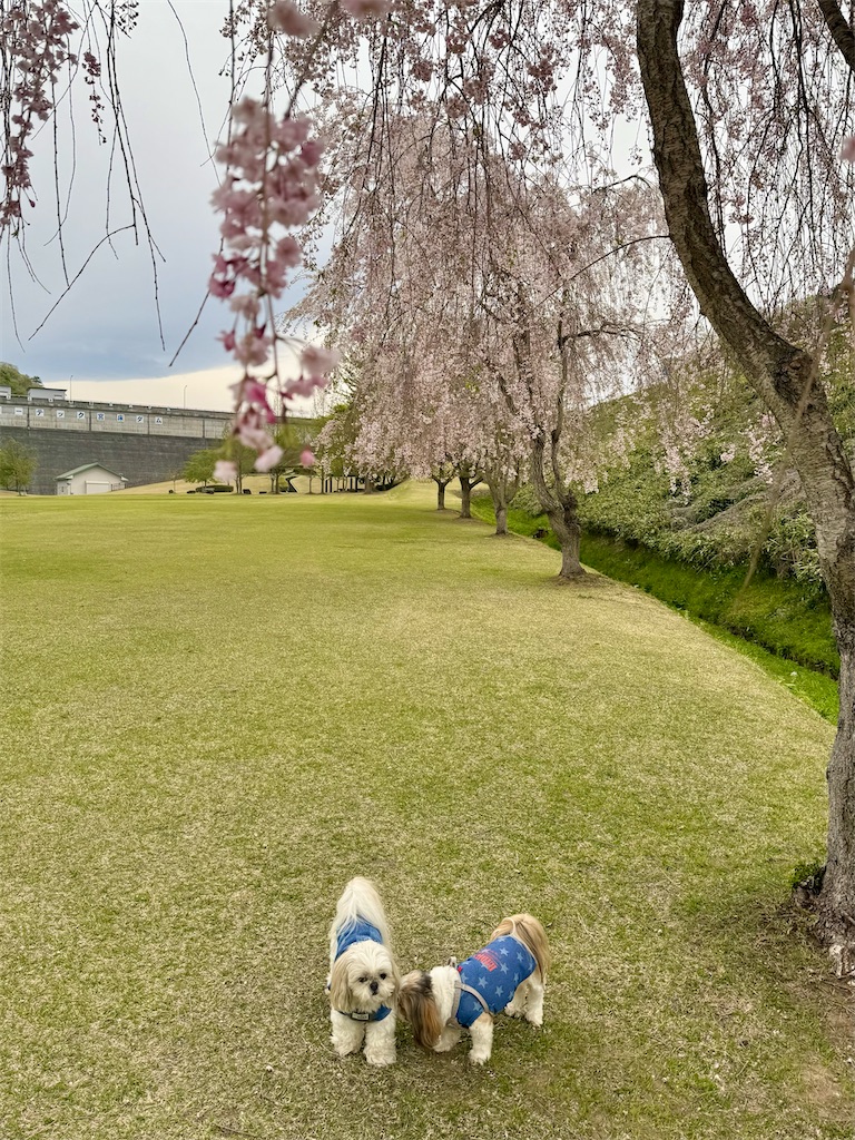 f:id:merry_saku:20260422220830j:image