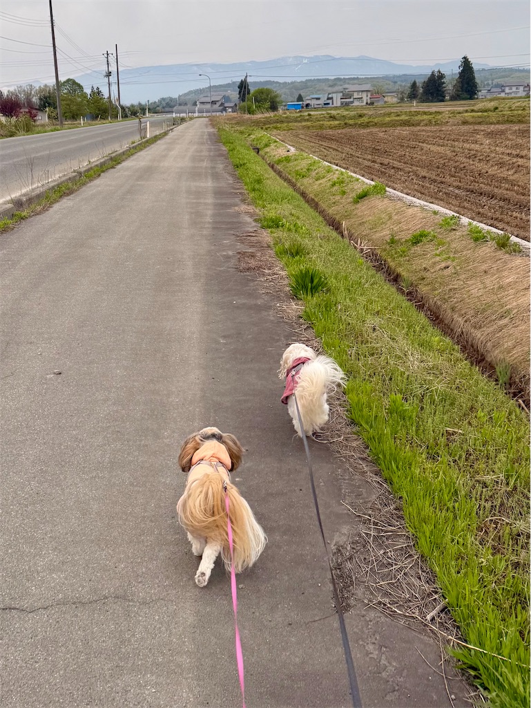 f:id:merry_saku:20260427223951j:image