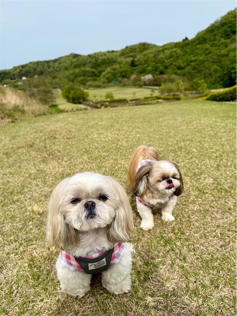 f:id:merry_saku:20260430222309j:image
