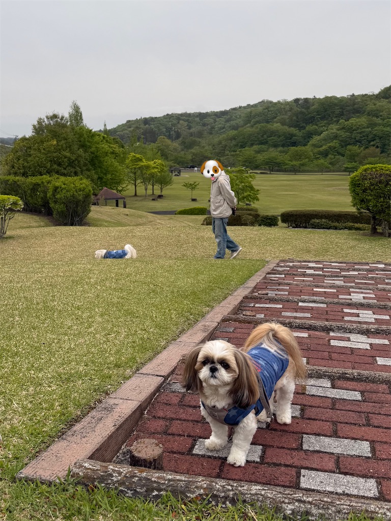 f:id:merry_saku:20260503230050j:image