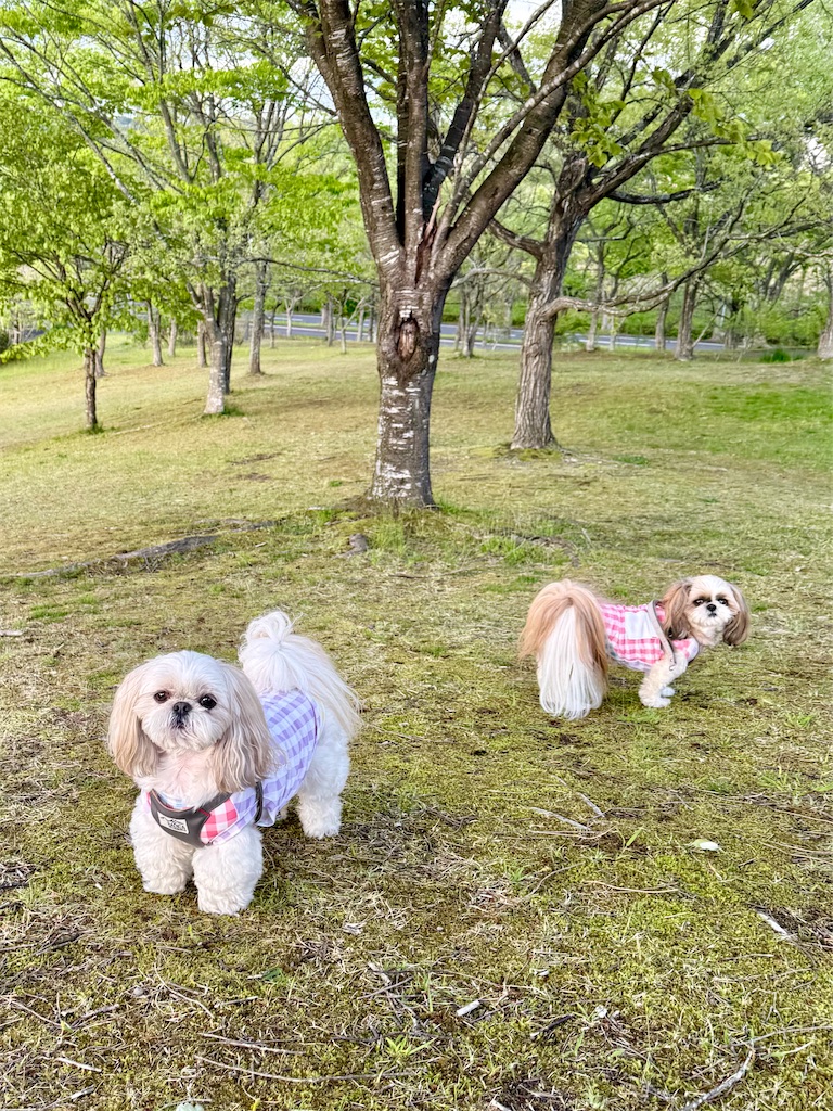 f:id:merry_saku:20260504215658j:image