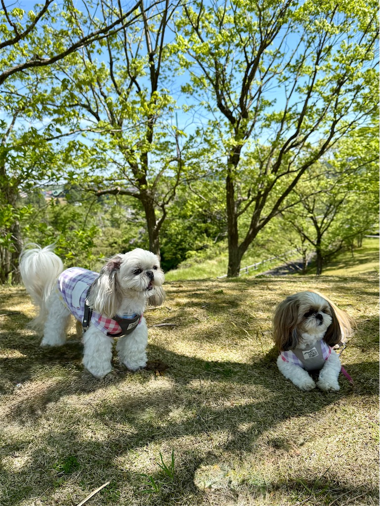 f:id:merry_saku:20260506222317j:image