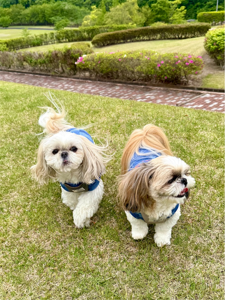 f:id:merry_saku:20260508224239j:image