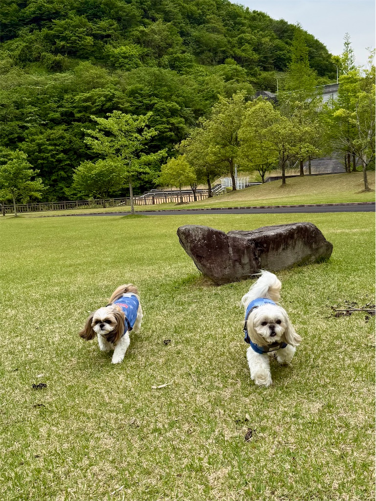 f:id:merry_saku:20260508224246j:image