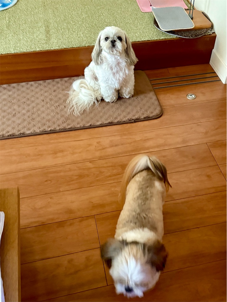 f:id:merry_saku:20260513223855j:image