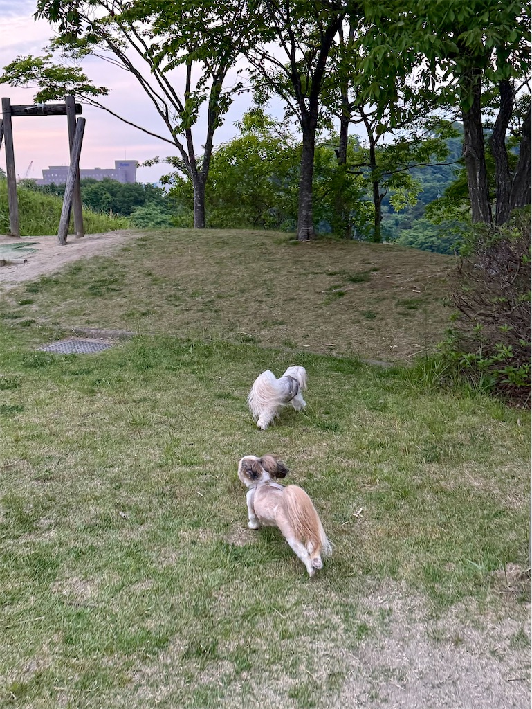f:id:merry_saku:20260520223222j:image