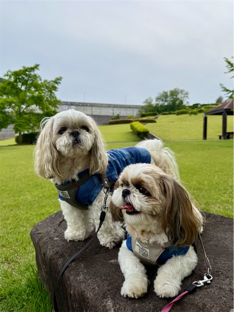 f:id:merry_saku:20260602221221j:image