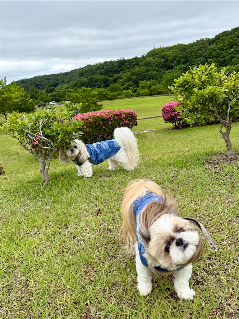 f:id:merry_saku:20260605193546j:image