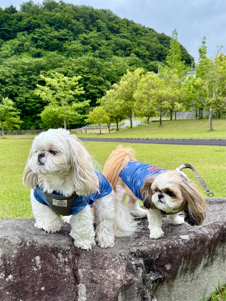 f:id:merry_saku:20260605193558j:image