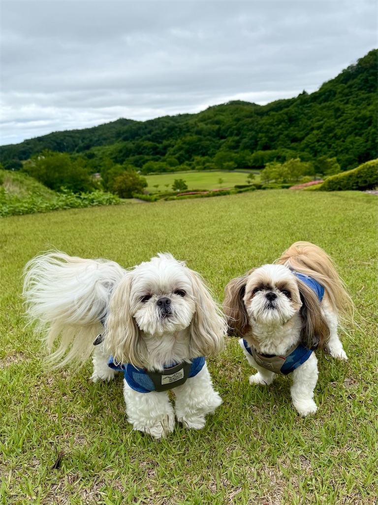 f:id:merry_saku:20260605223357j:image
