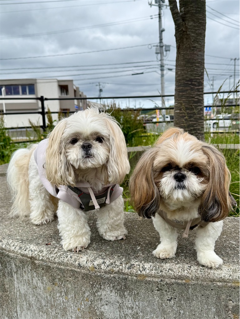 f:id:merry_saku:20260606221756j:image