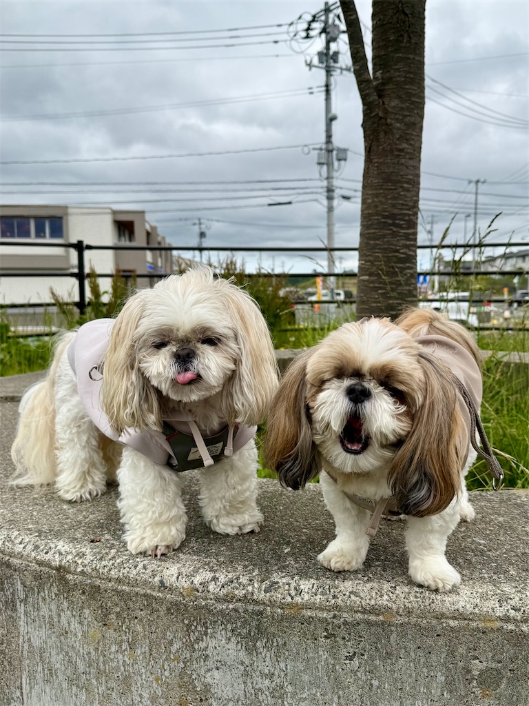 f:id:merry_saku:20260606221759j:image