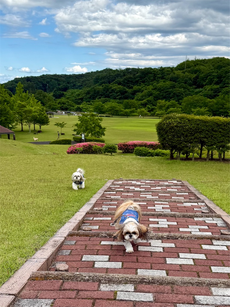 f:id:merry_saku:20260610223447j:image