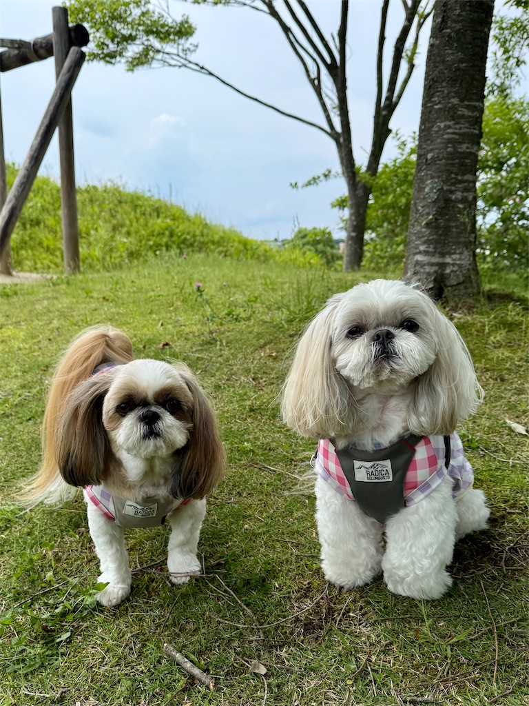 f:id:merry_saku:20260612192915j:image