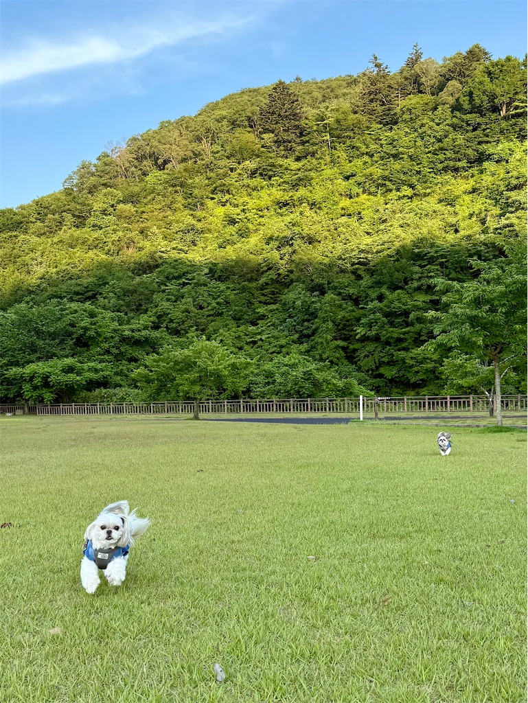 f:id:merry_saku:20260617213332j:image