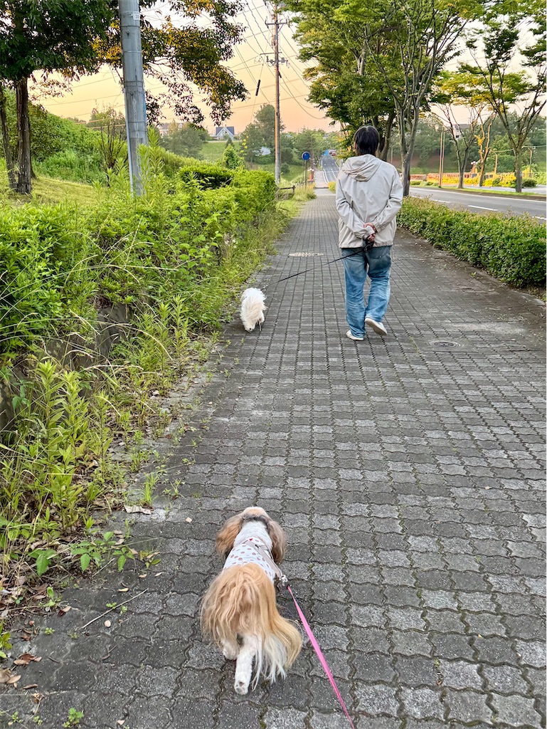 f:id:merry_saku:20260628225106j:image