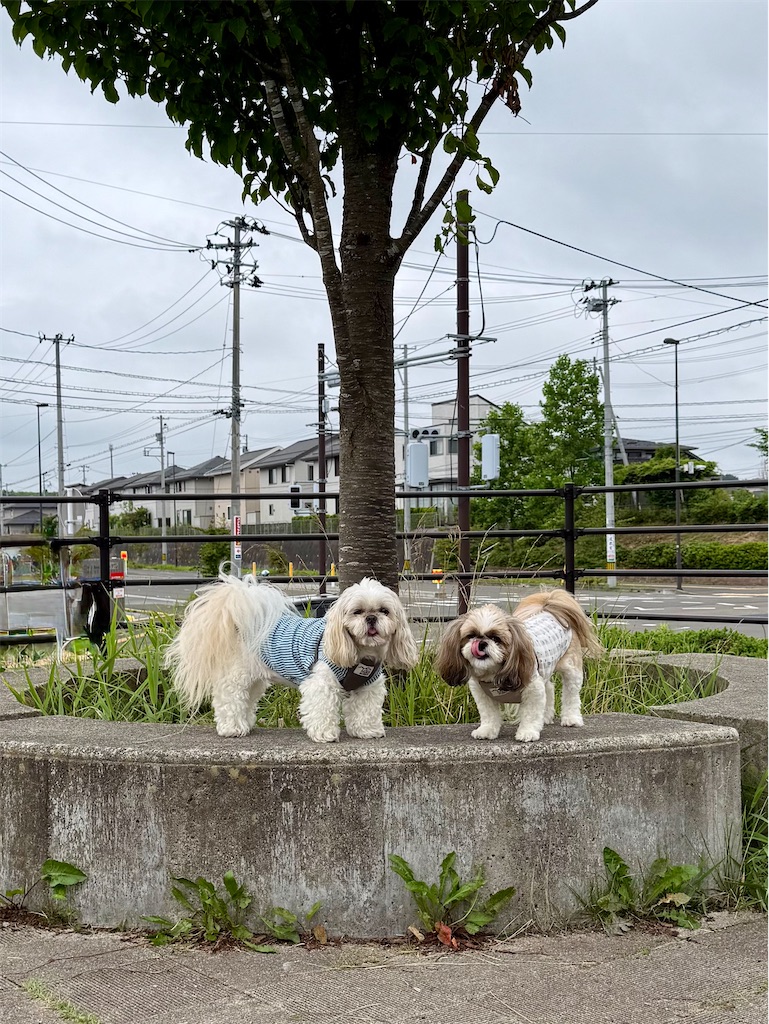 f:id:merry_saku:20260704222423j:image