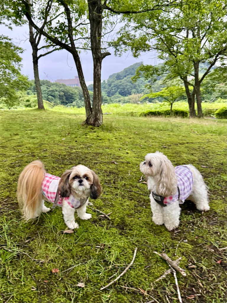 f:id:merry_saku:20260705221417j:image