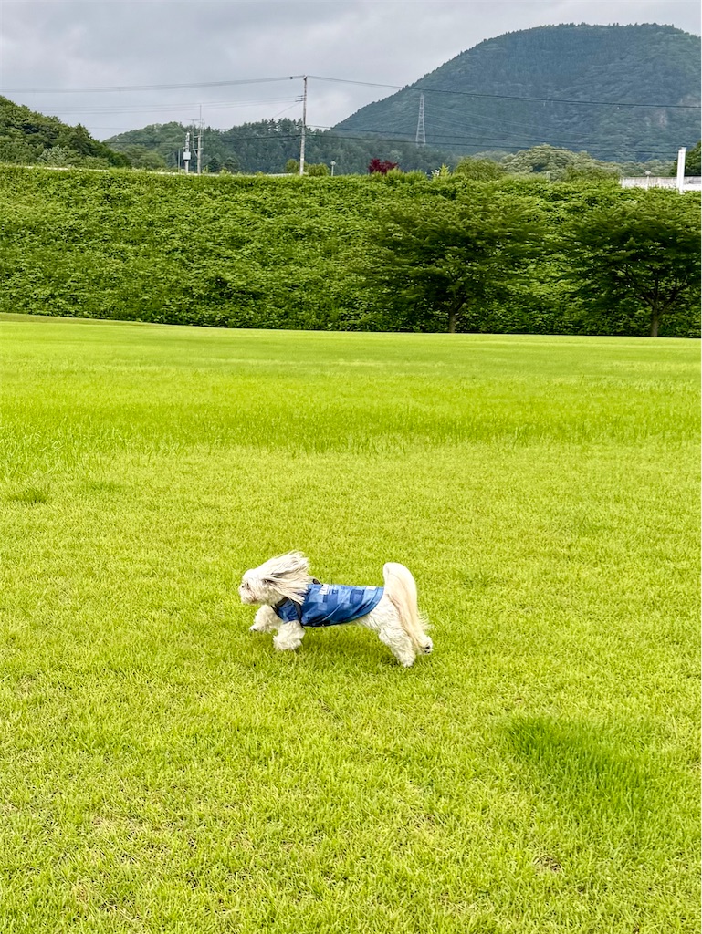 f:id:merry_saku:20260706211827j:image