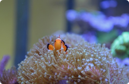 f:id:merrygo001:20190709113157j:plain f:id:merrygo001:20190709113157j:plain