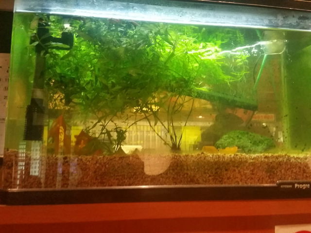 f:id:merrywhite:20210901052958j:plain