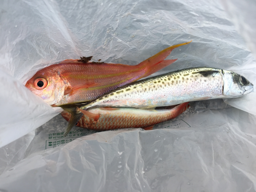 f:id:meru_200z:20161004192837j:plain