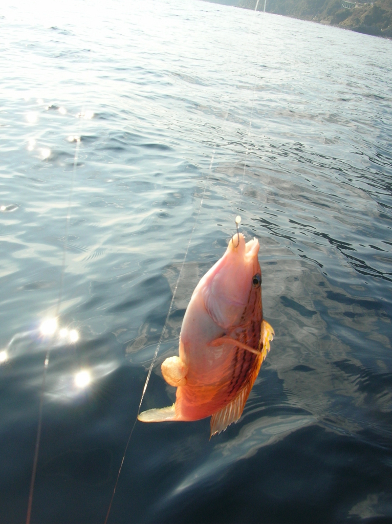 f:id:meru_200z:20170107225858j:plain