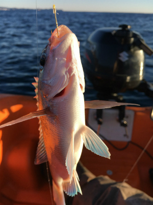 f:id:meru_200z:20180105132226j:plain