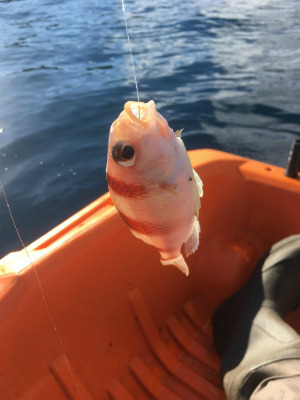 f:id:meru_200z:20180105132322j:plain