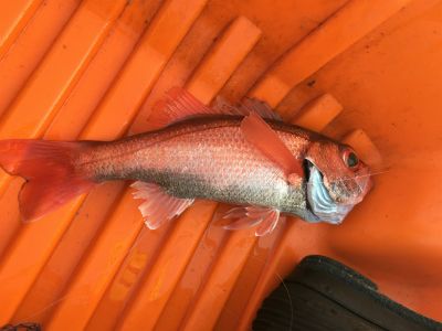 f:id:meru_200z:20180402220114j:plain