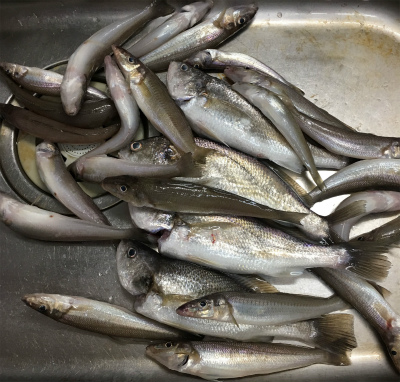 f:id:meru_200z:20180521220352j:plain