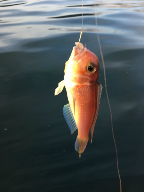 f:id:meru_200z:20180610232355j:plain