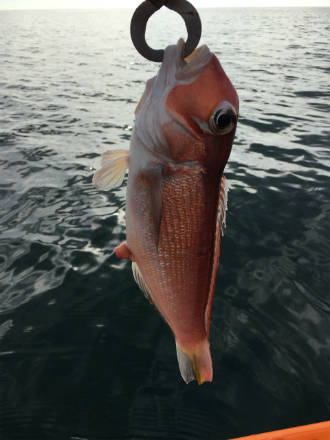 f:id:meru_200z:20180610233115j:plain