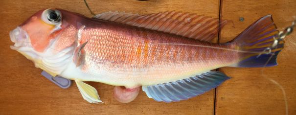 f:id:meru_200z:20191021123753j:plain