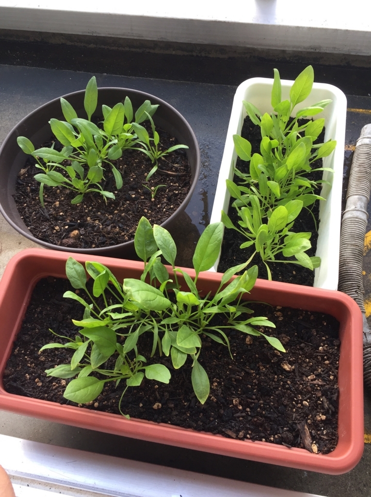 3つのほうれん草栽培