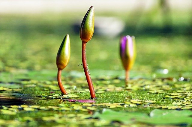 f:id:merumamax:20201103113355j:plain