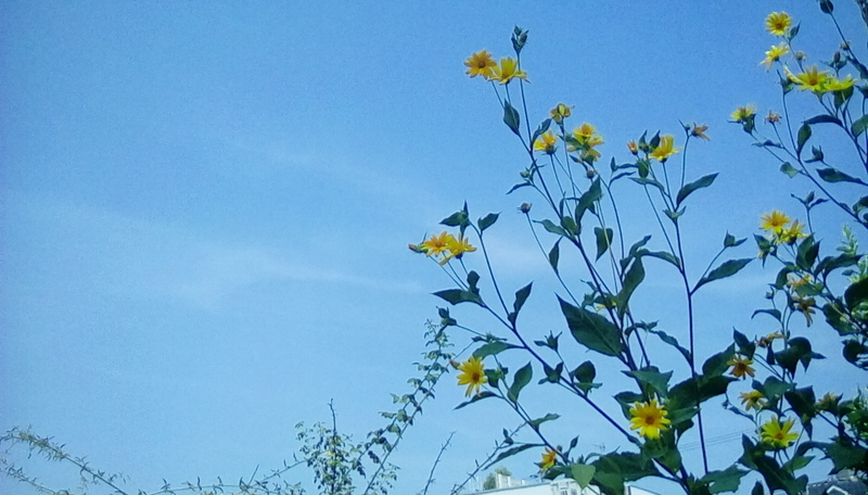 f:id:merumeruxxxx:20200820131937j:image