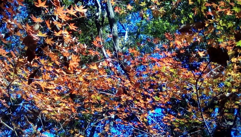 f:id:merumeruxxxx:20201208133329j:image