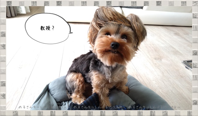 f:id:merusan:20190809140942j:plain f:id:merusan:20190809140942j:plain
