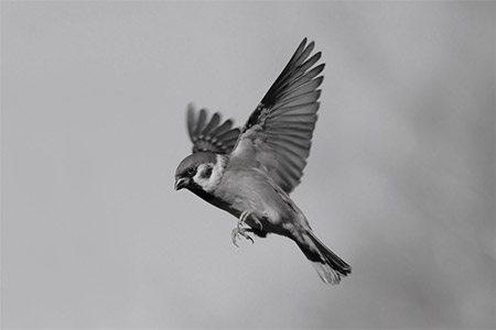 f:id:mesgamer:20200127184106j:plain