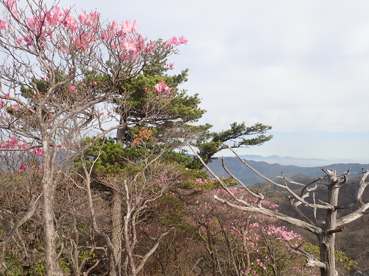 f:id:messagetea:20190622150020j:plain