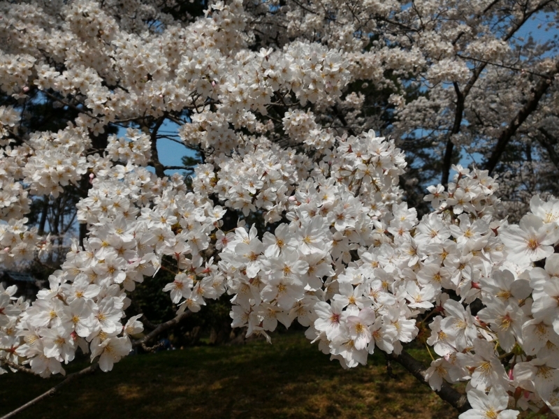 f:id:metabomax:20180401114851j:image